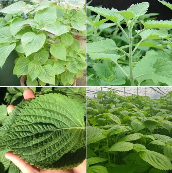 Hạt giống lá mè vừng hàn quốc-gói 1gram