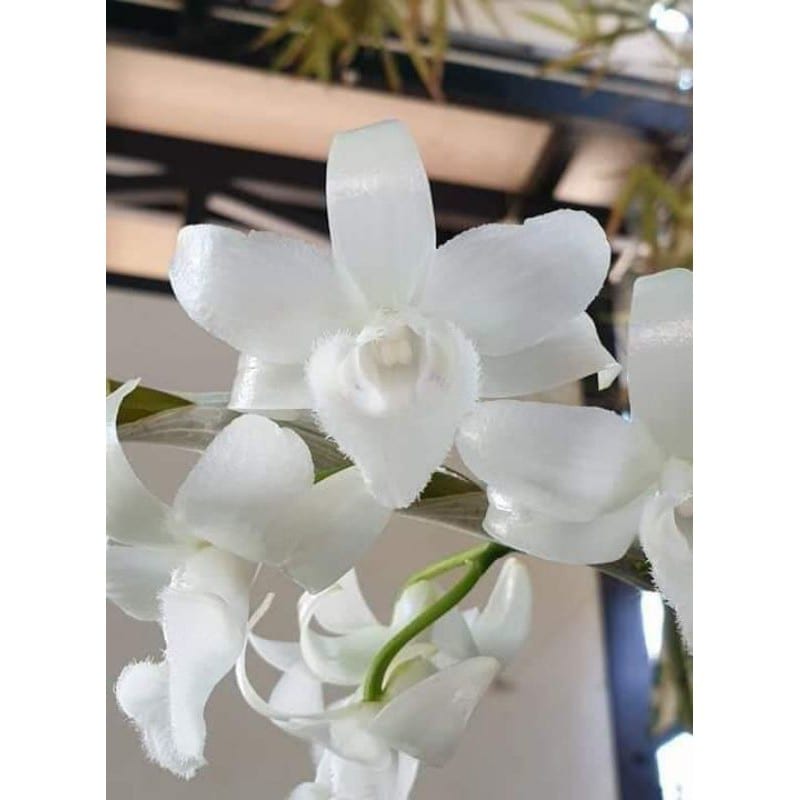Cây giống hoa lan giả hạc Trắng
