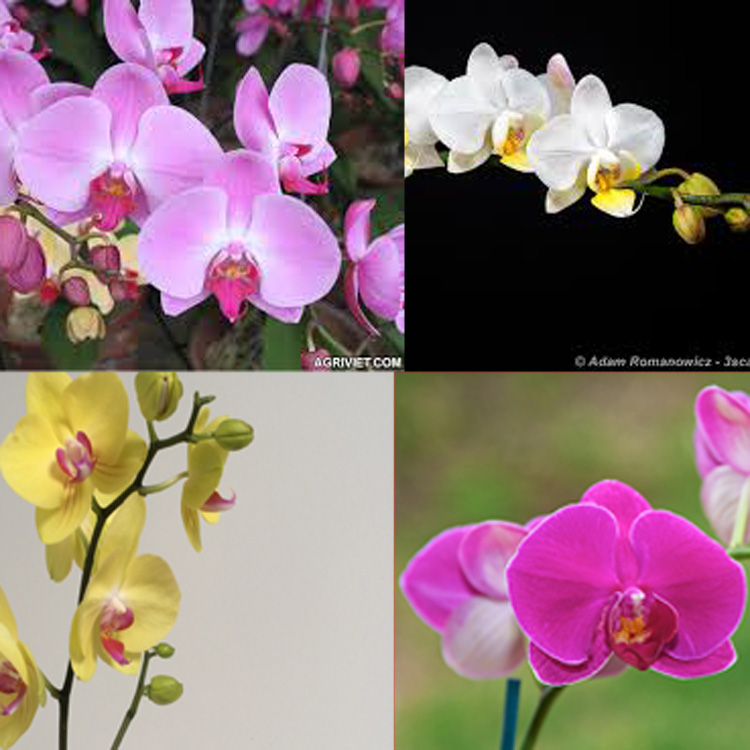 Lan hồ điệp giống nhiều màu