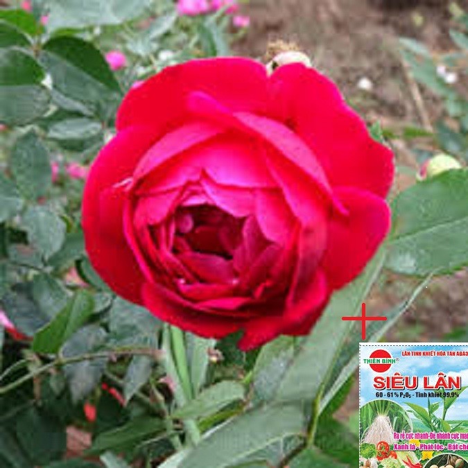 Hồng cổ Đỏ Huế -Hồng Quế Son TẶNG KÈM GÓI PHÂN BÓN SIÊU LÂN giúp cây phát triển nhanh, cây nguyên bầu tách từ cây mẹ