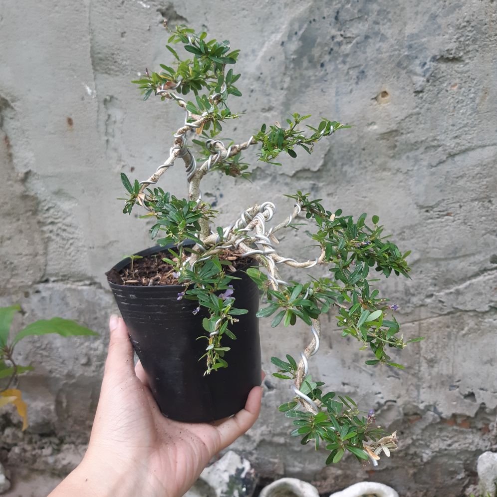 linh sam bonsai mini
