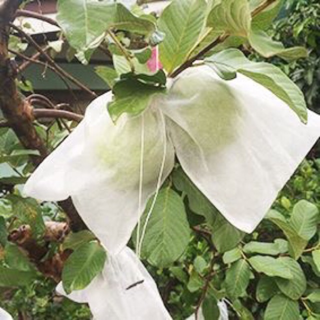 Sét 1000 TÚI BỌC TRÁI CÂY BƠ, ỔI, XOÀI CÓ DÂY RÚT 18x20CM Bền Đẹp Loại 1