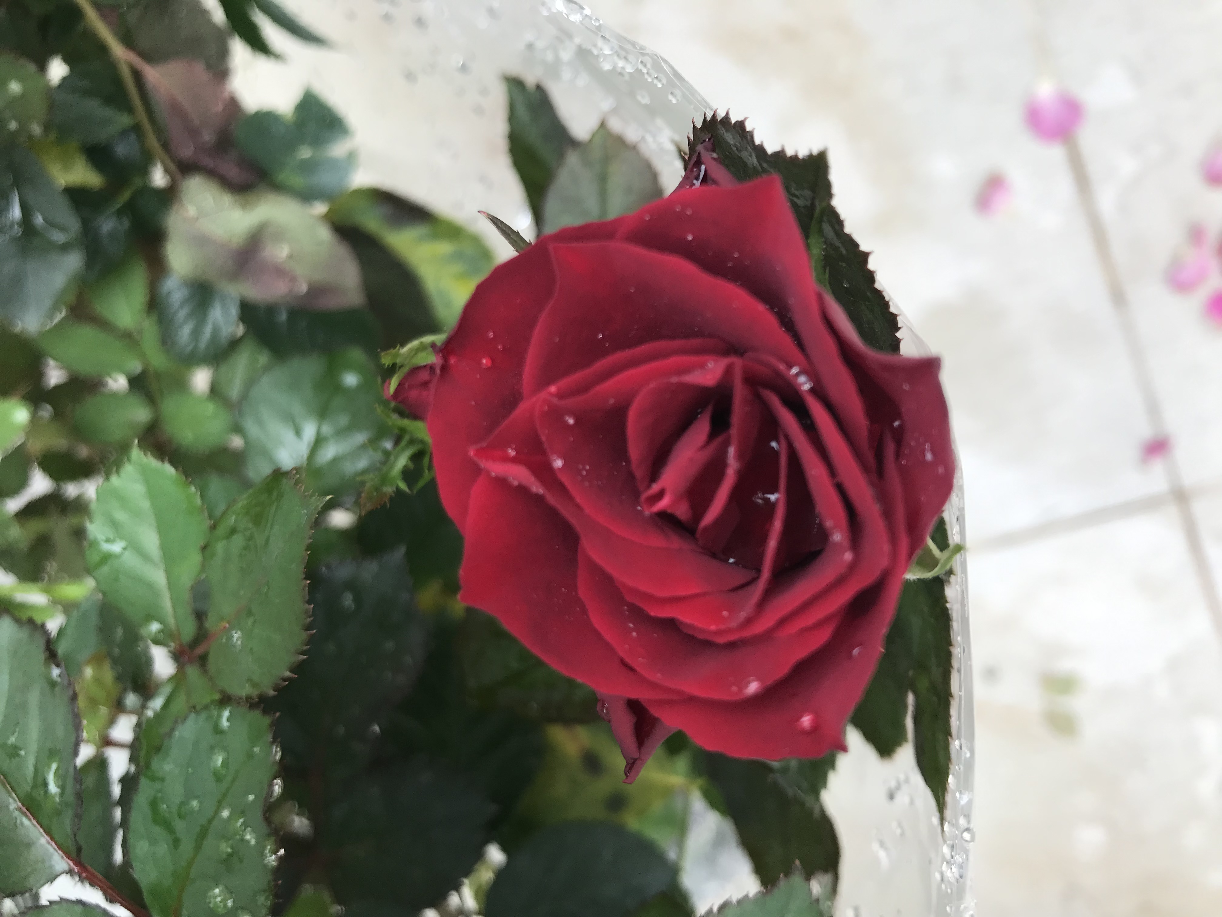 Hoa hồng ngoại nb Tezza đỏ Rose size trung