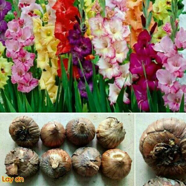 Củ giống lay ơn