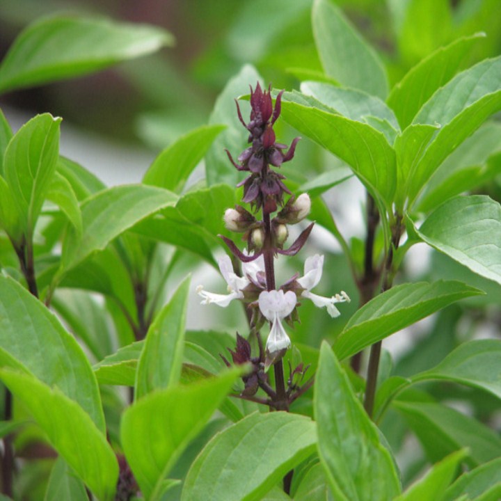 hạt giống rau húng quế gói 100 hạt mua từ 50k tặng 2 sản phẩm