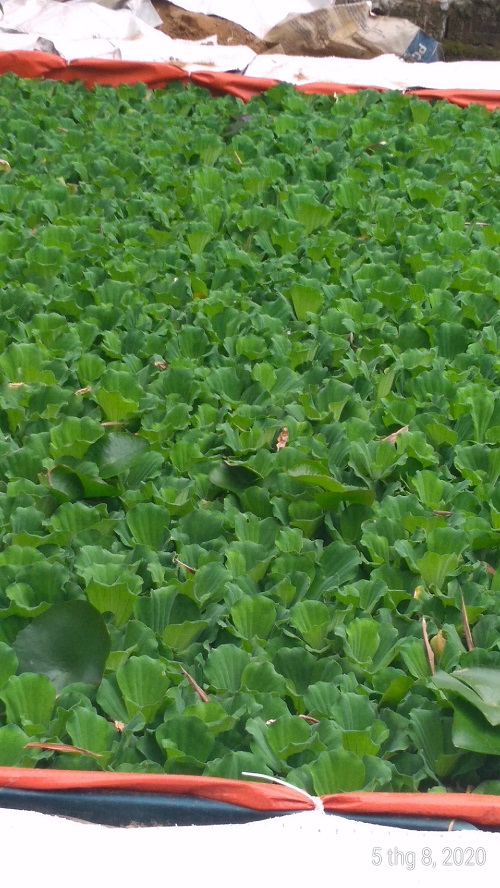 Bèo cái - Cây thủy sinh (1 gói 5 gốc)