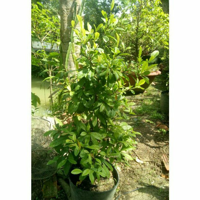 Cây thần kỳ 3 năm đang hoa ( cao 1m)