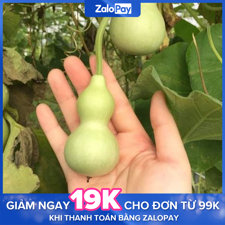 2 gói Hạt giống Bầu Hồ Lô Tí hon ~10 hạt (tặng hướng dẫn trồng) - Cây trồng Long Vũ