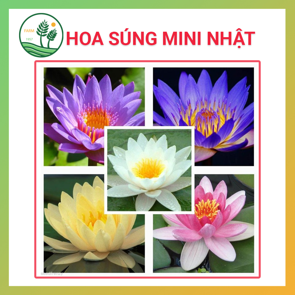 Hạt giống Hoa Súng Mini Nhật Mix – 5H