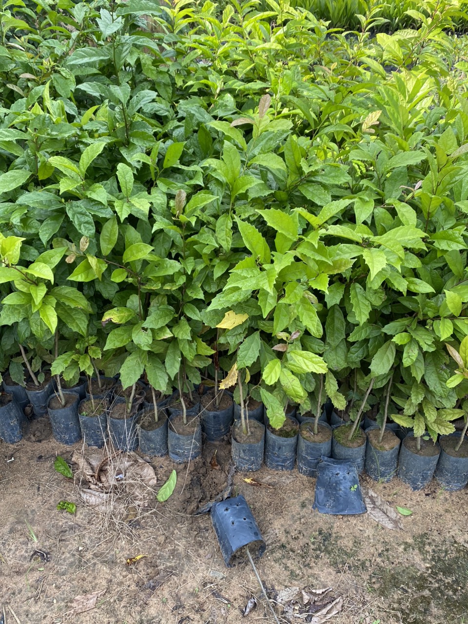 Cây xạ đen cao 50cm bầu to khỏe