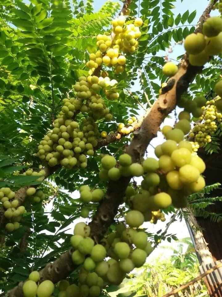 Cây giống Chùm Ruột ngọt