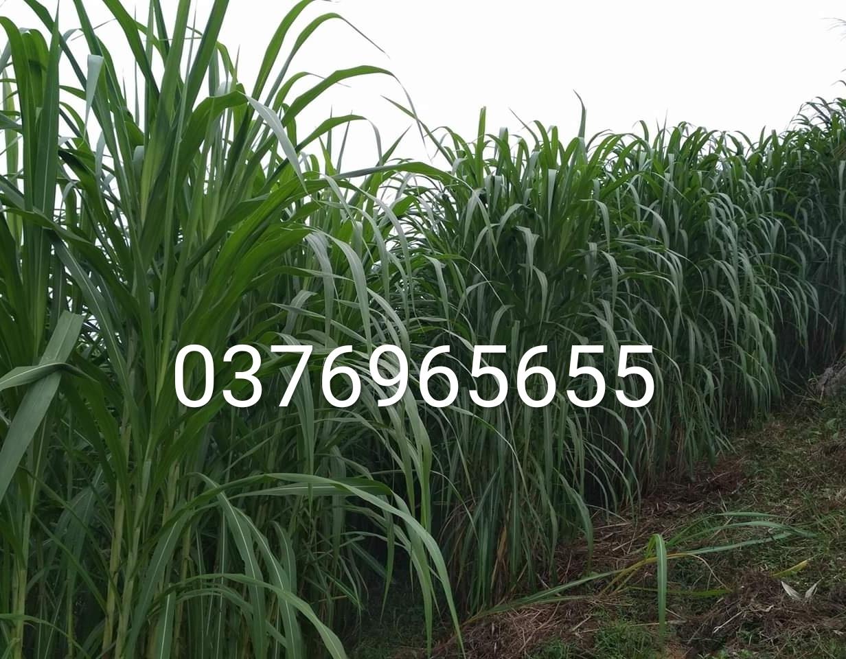 Hom cỏ voi xanh đài loan