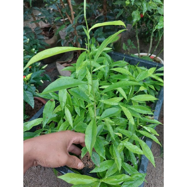 Cây giống trầm hương