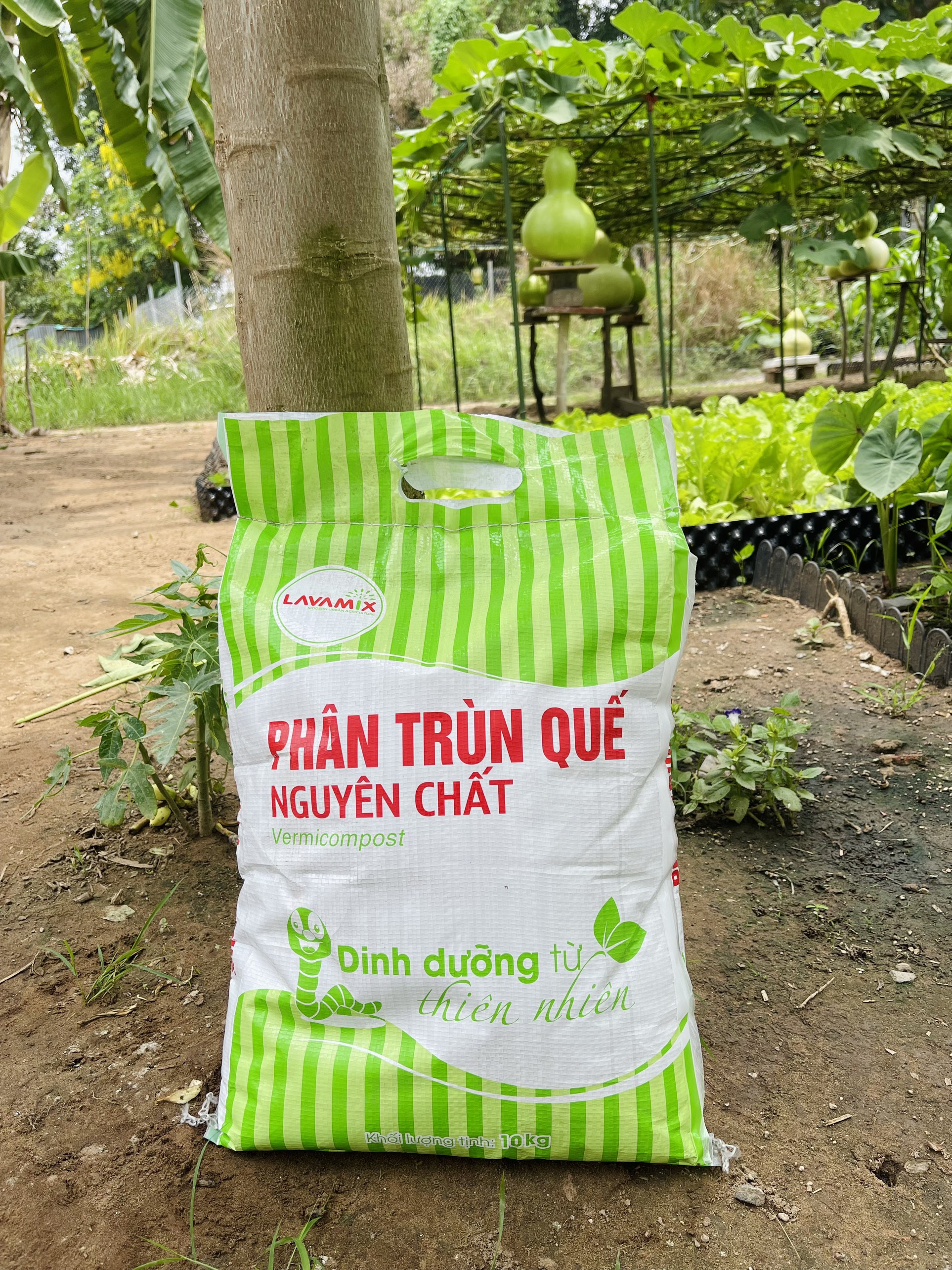 Phân trùn quế nguyên chất 10kg Lavamix