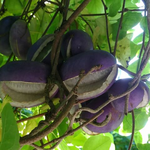 Hạt giống nho Akebi - Gói 3 hạt