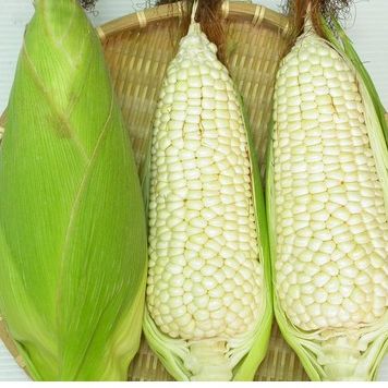 Hạt giống bắp nếp nù
