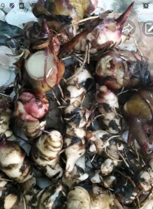 Củ dong riềng tươi 1kg/củ dong riềng/khoai dong riềng