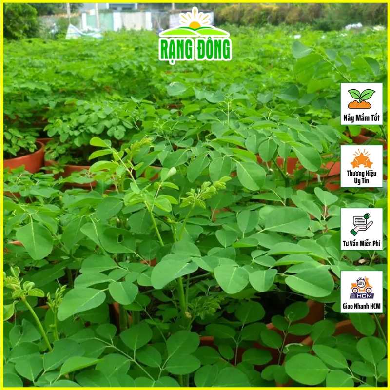 Hạt giống Chùm Ngây Trồng Quanh Năm (gói 2 gram) - Hạt giống Rạng Đông