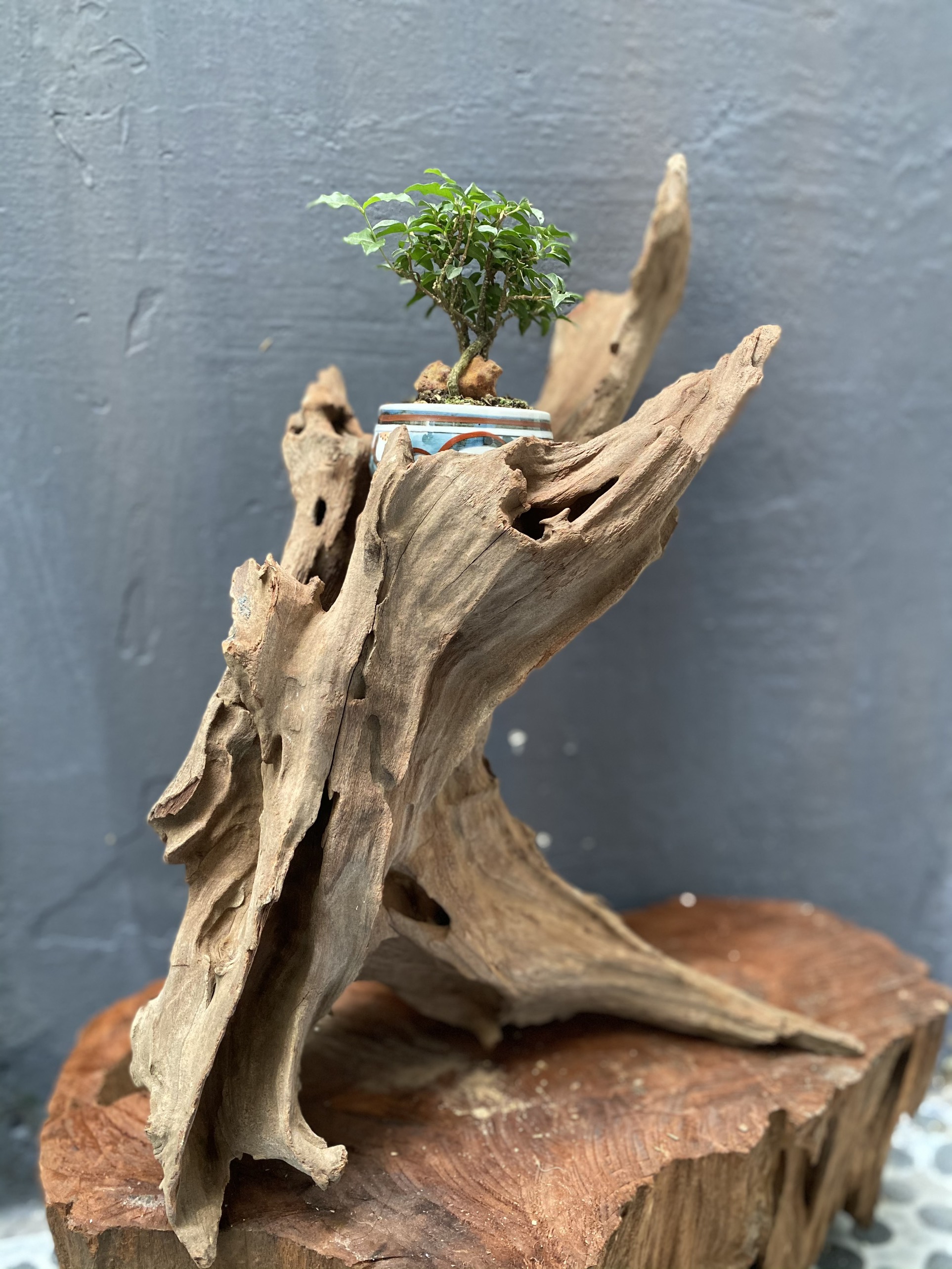 Gỗ lũa để bàn