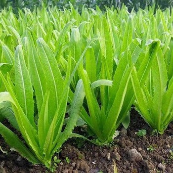 Hạt giống rau diếp thơm gói 10g