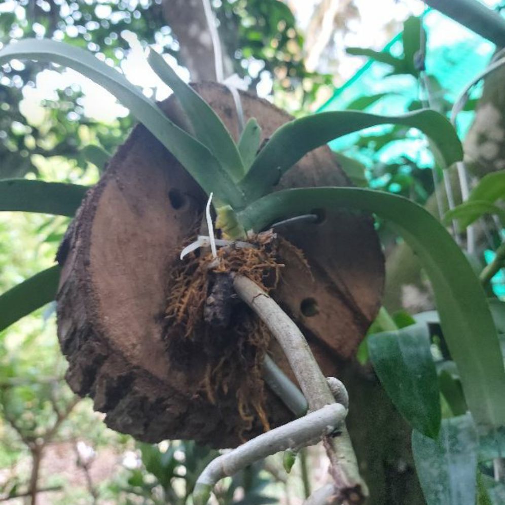 2 cây ngọc điểm ghép gỗ vú sữa