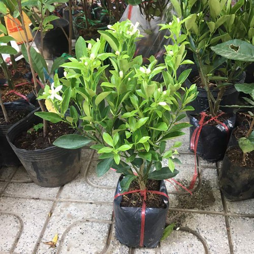 Cây tắc giống