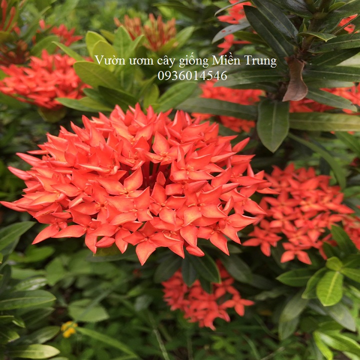 cây hoa mẫu đơn (hoa trang, long thuyền hoa)