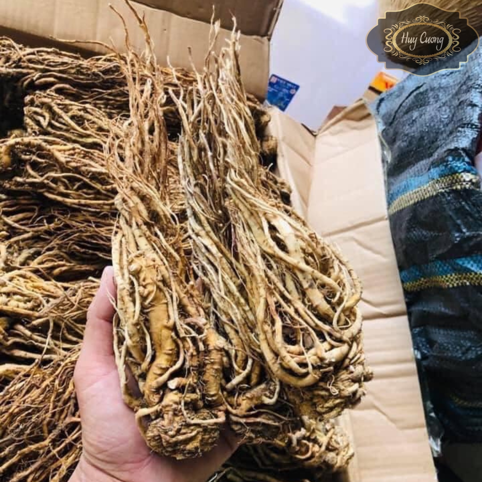 Sâm đương quy khô Sìn Hồ loại 1 sấy lạnh từ đương quy tươi giữ nguyên dược tính, đương quy khô bổ huyết, ngâm tửu, dược liệu quý đương quy xuyên khung bạch thược