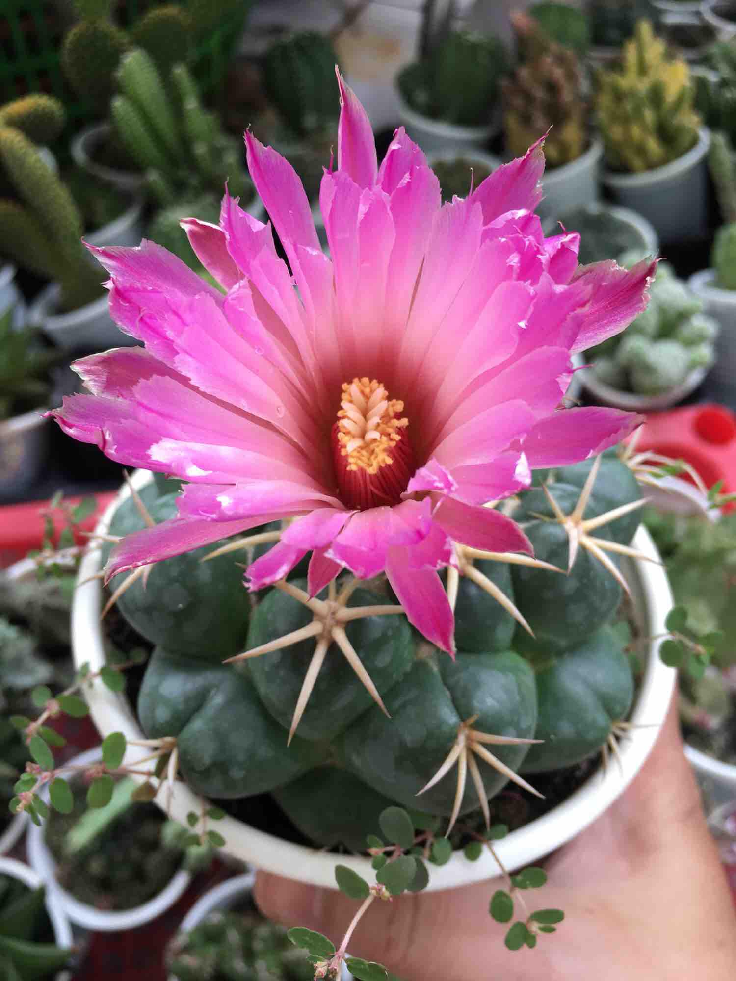 [HCM]Xương Rồng Cory Size to