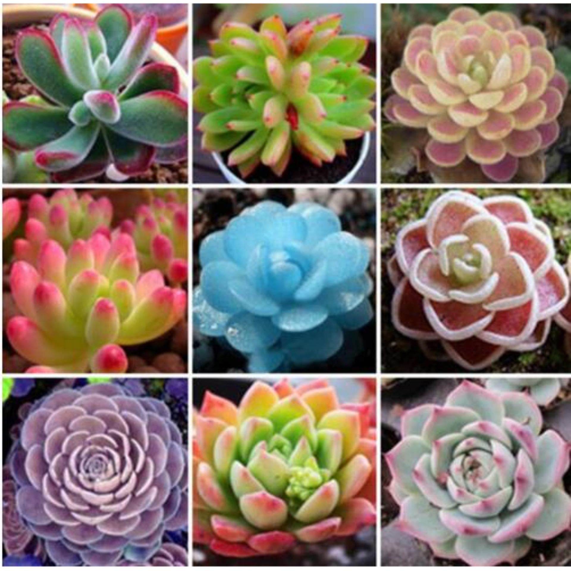 20 Hạt giống Sen đá kim cương mix (tặng Kích nẩy mầm, Hướng dẫn ươm)