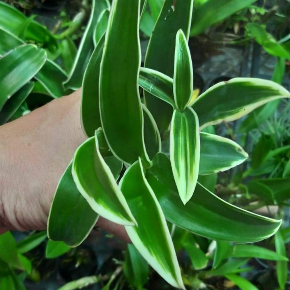 Dendro lá biên phát tài cây giống khỏe mạnh, hoa ngẫu nhiên 4 màu như hình.