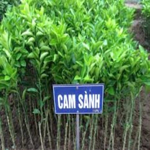 Cây giống cam sành hà giang, cây ghép chuẩn giống nhanh cho quả và năng xuất cao