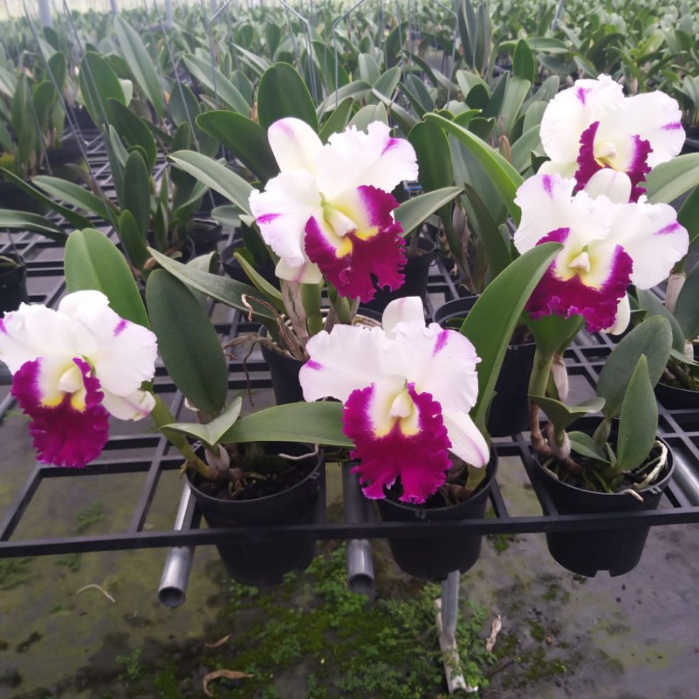 CATTLEYA NỤ : ANNA