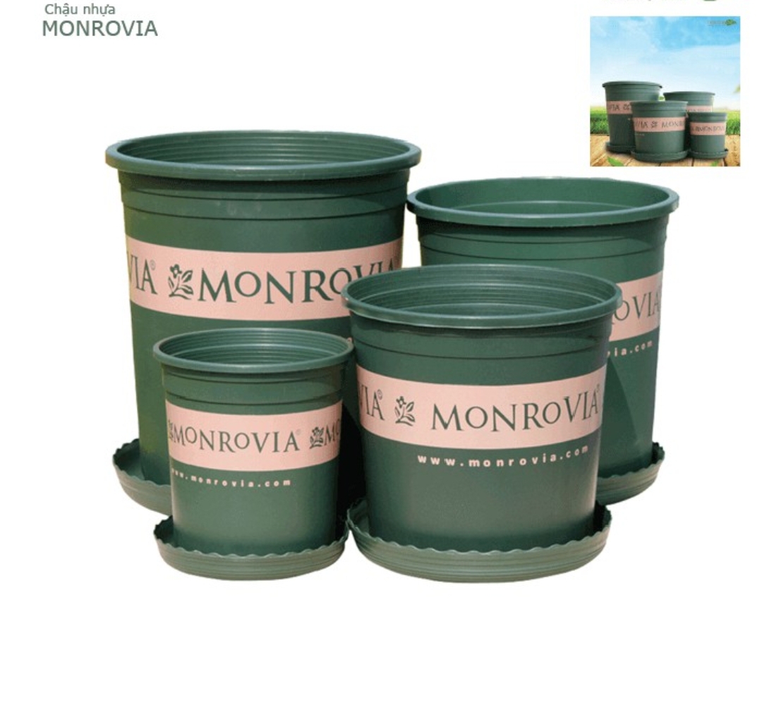 COMBO 5 Chậu nhựa trồng cây MONROVIA 1 GLTQ, chậu trồng cây, chậu cây cảnh mini, để bàn, treo ban công, treo tường, cao cấp, chính hãng thương hiệu MONROVIA