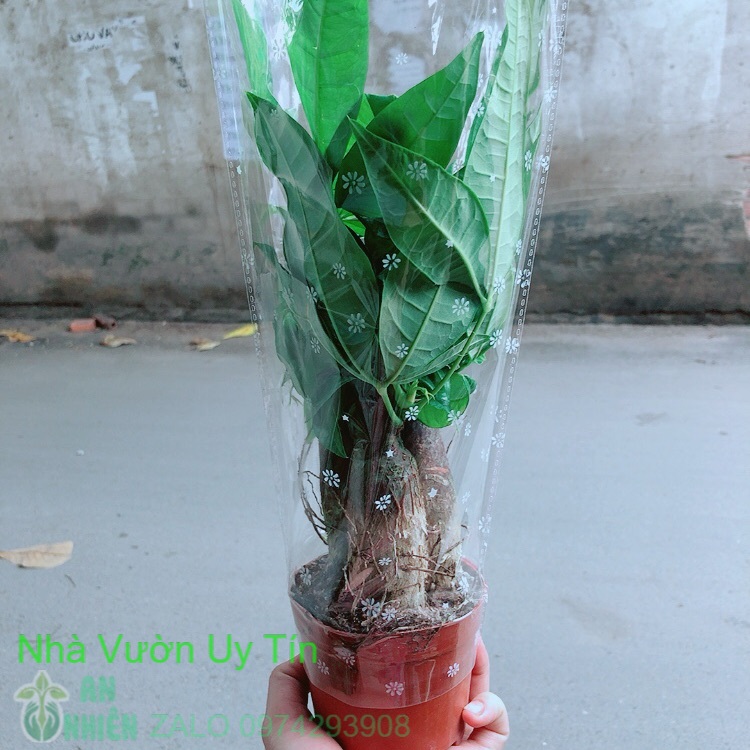 Kim ngân 3 thân