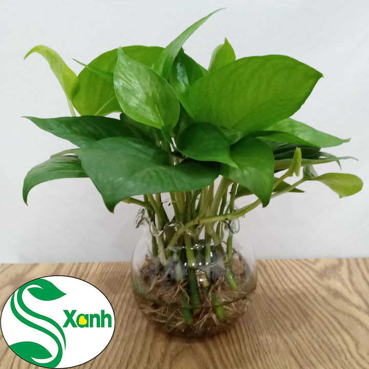 Trầu Bà Thủy Sinh Để Bàn, Cây Cảnh Thủy Sinh