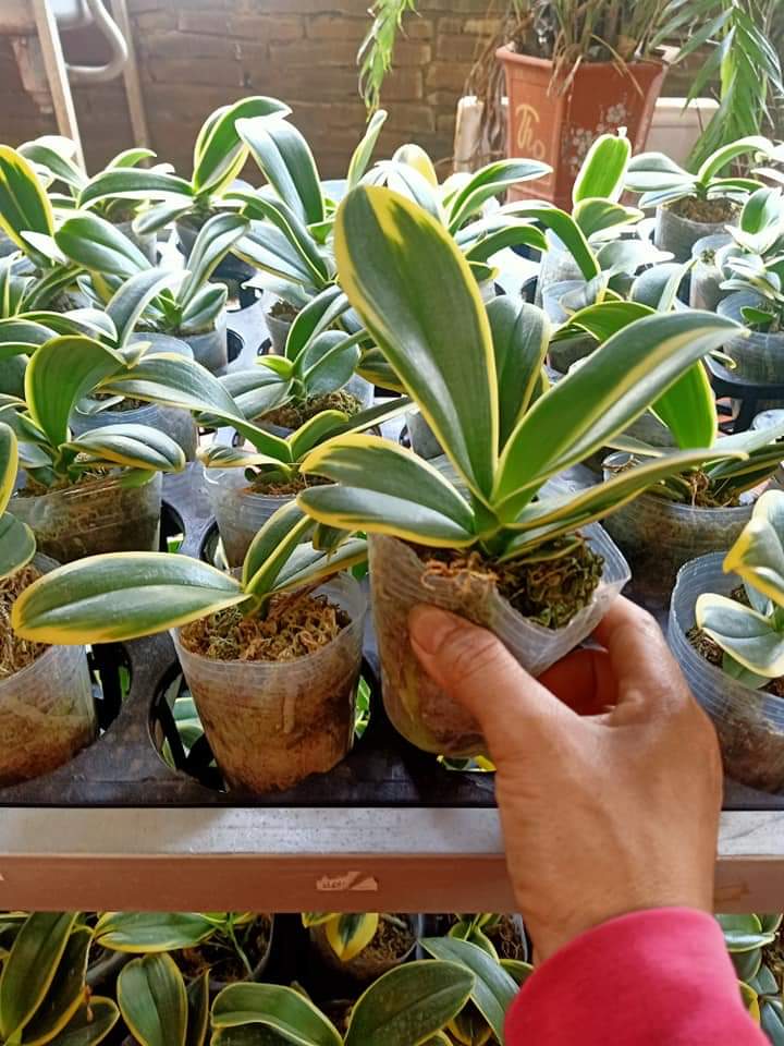 Combo 2 cốc Lan  Hồ Điệp lá biên Phát Tài Cực hot