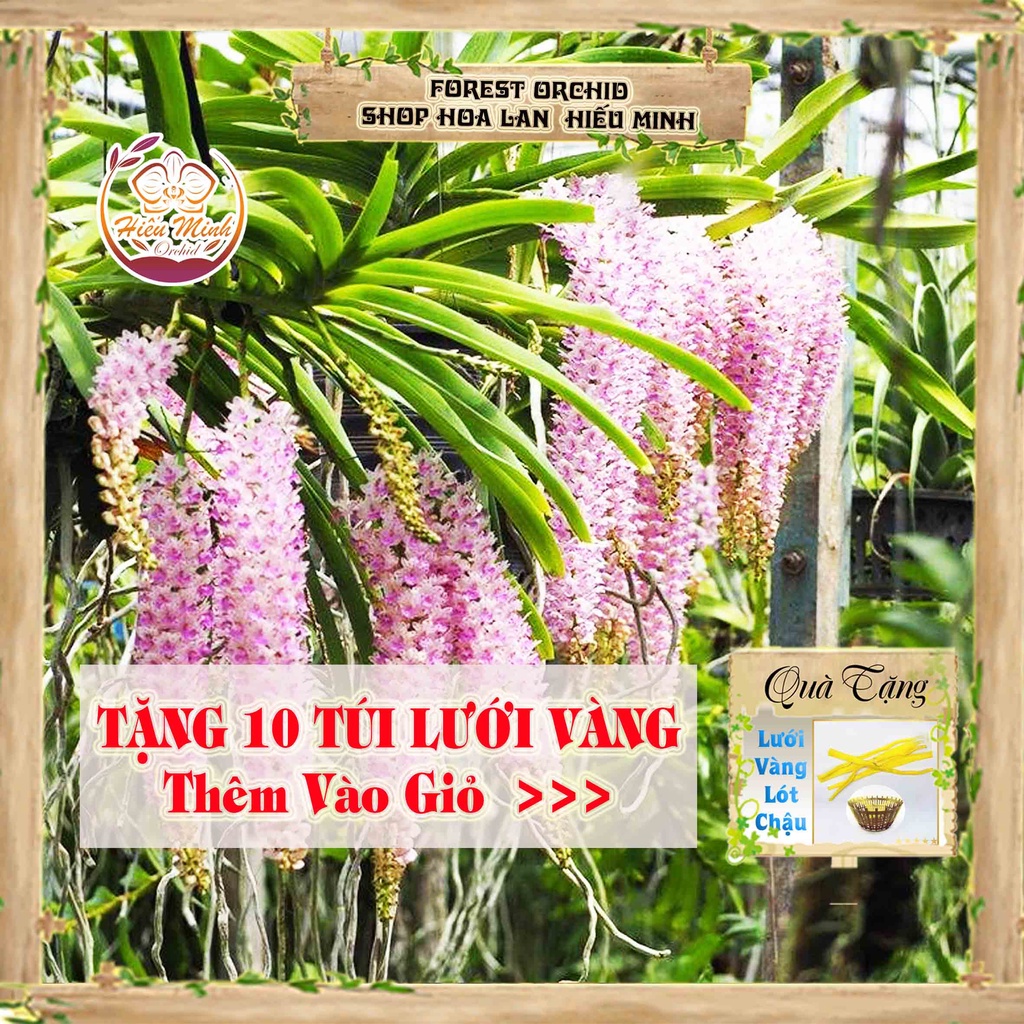 Hoa Lan đột biến Đuôi Chồn, Phong lan rừng Tây Bắc, Lào, Cây Giống Giá Rẻ, phi điệp 5 cánh trắng tím