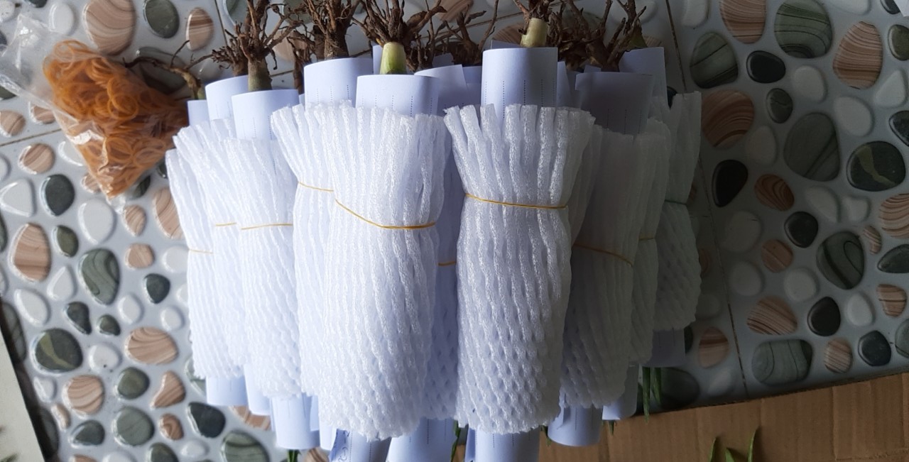 10 Cây con nha đam giống mỹ loại 20-30cm