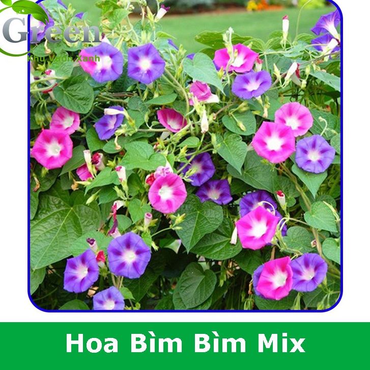 Hạt giống hoa dây leo bim bim nhiều màu-10 hạt/gói