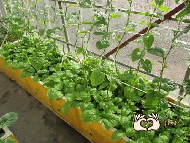 Hạt giống mồng tơi dây leo