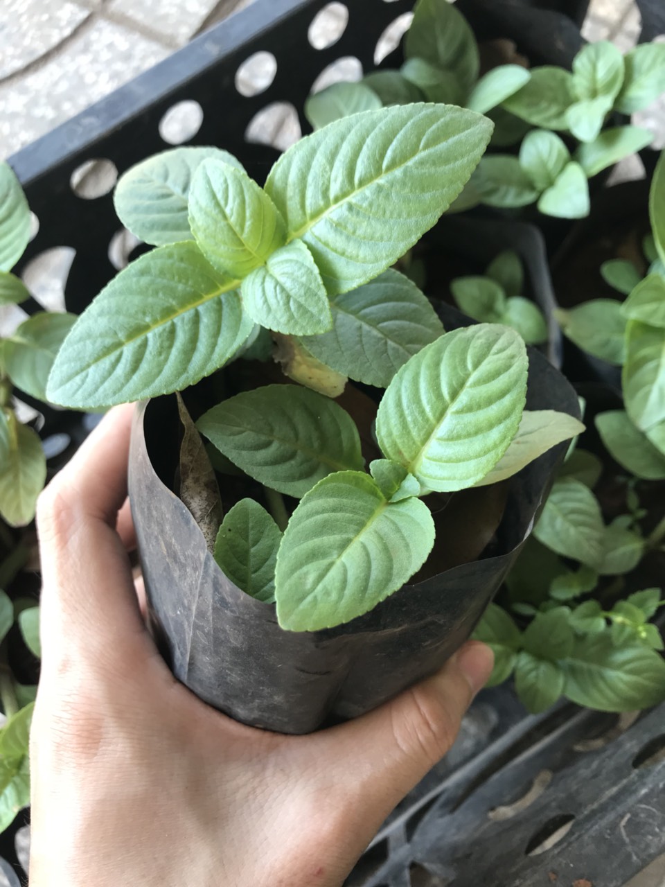 Cây rau xá xị nhỏ (rau quế vị)