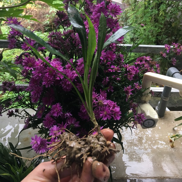 Cây giống hoa thạch thảo tím 80k/10 cây tặng 2 cây