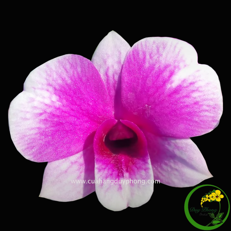 Hoa lan Dendro MINI YAYA - Cây dễ trồng siêng hoa, phát triển mạnh - Chậu f16 &amp; f12