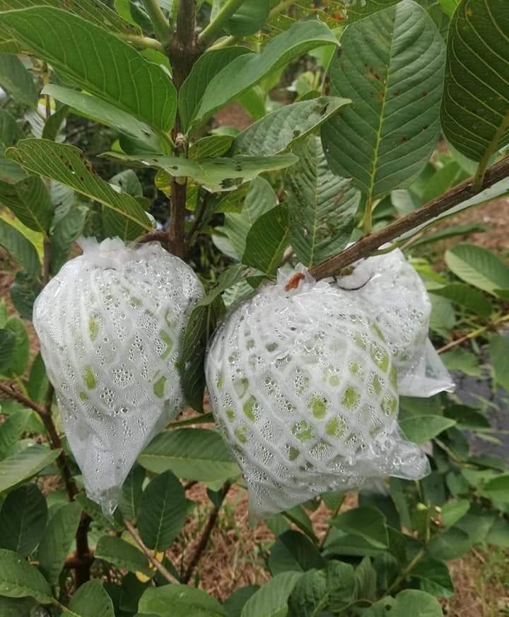 1kg túi xốp bọc ổi đã lồng sẵn
