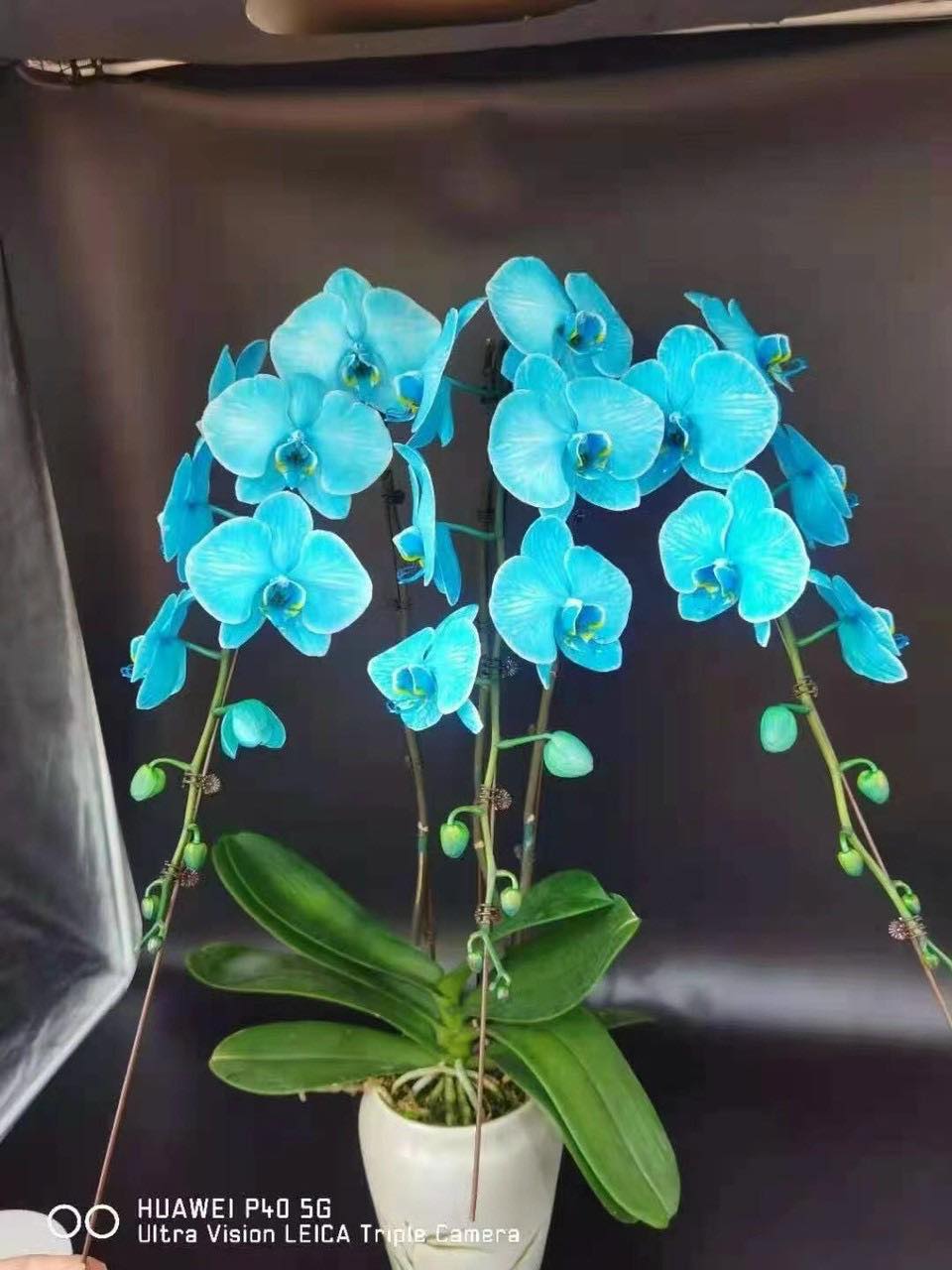 Combo 5 Lan hồ điệp giống hàng Khủng long hoa đại