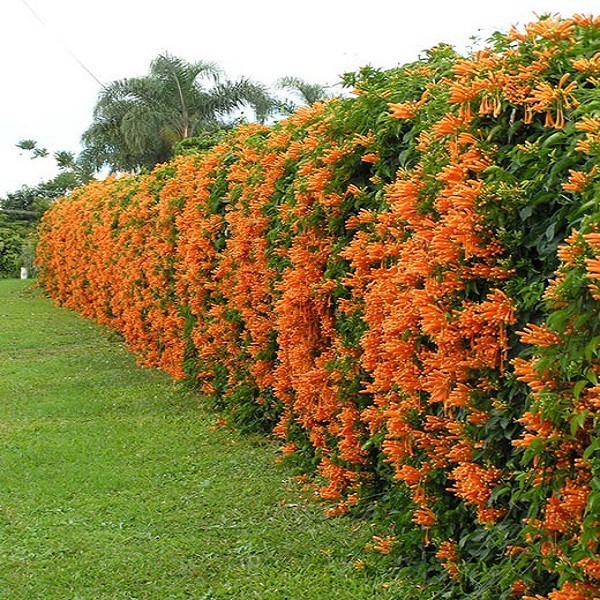 Chậu cây giống hoa leo chùm ớt siêu đẹp