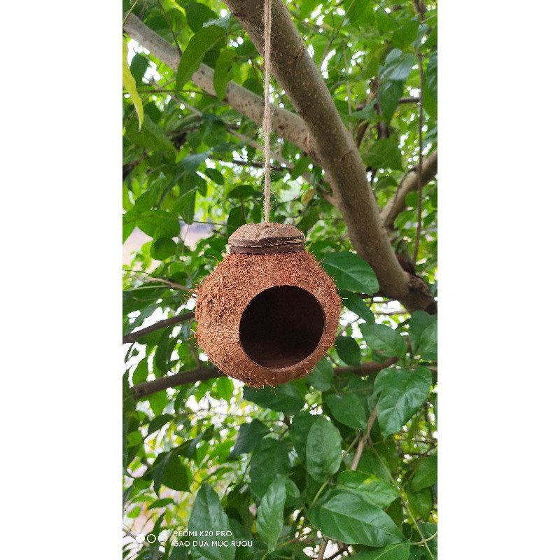 Tổ chim gáo dừa | gáo dừa làm tổ chim