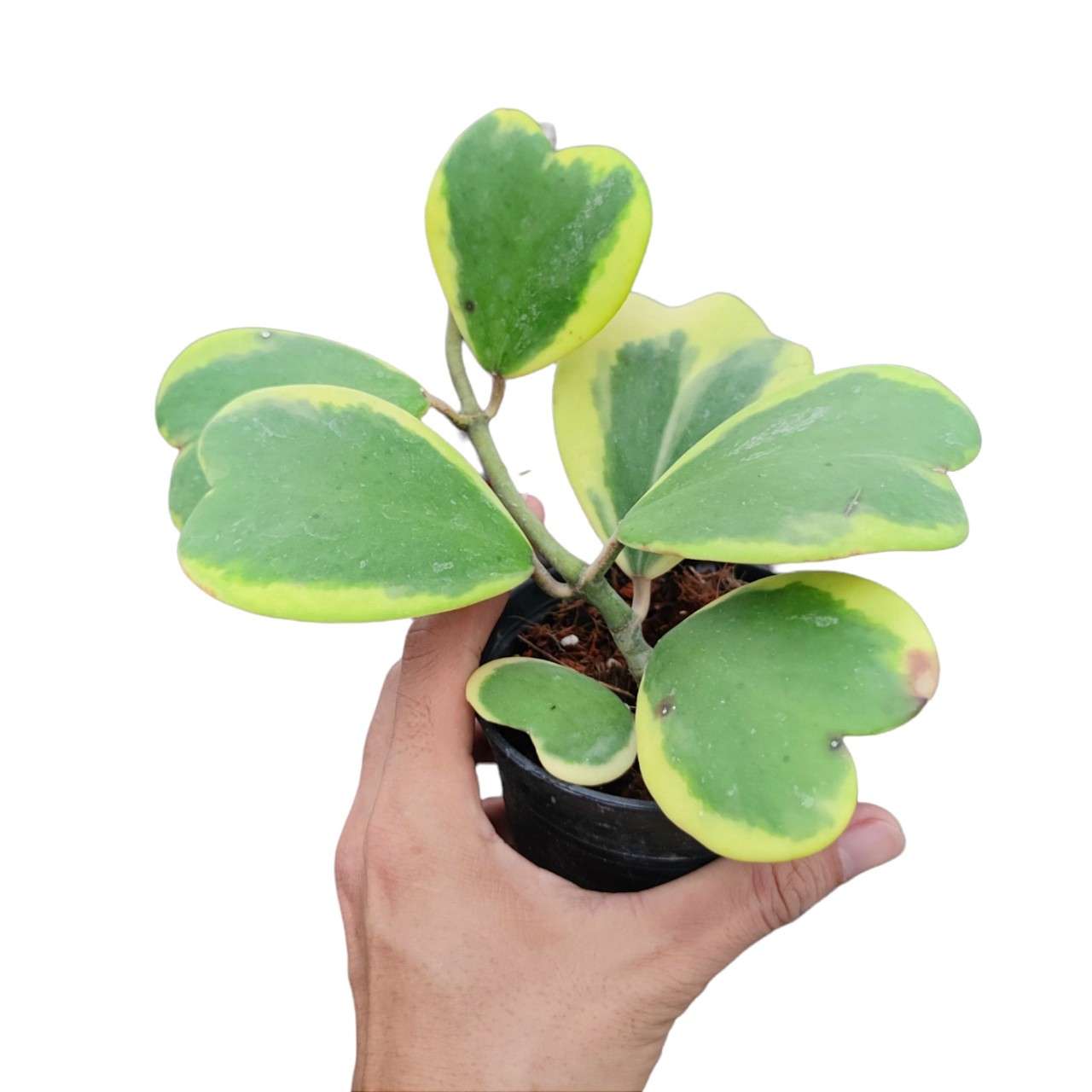 Lan Cẩm Cù lá trái tim phát tài,chậu nhiều lá rất đẹp