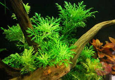 Cây thủy sinh THỦY CÚC lá nước